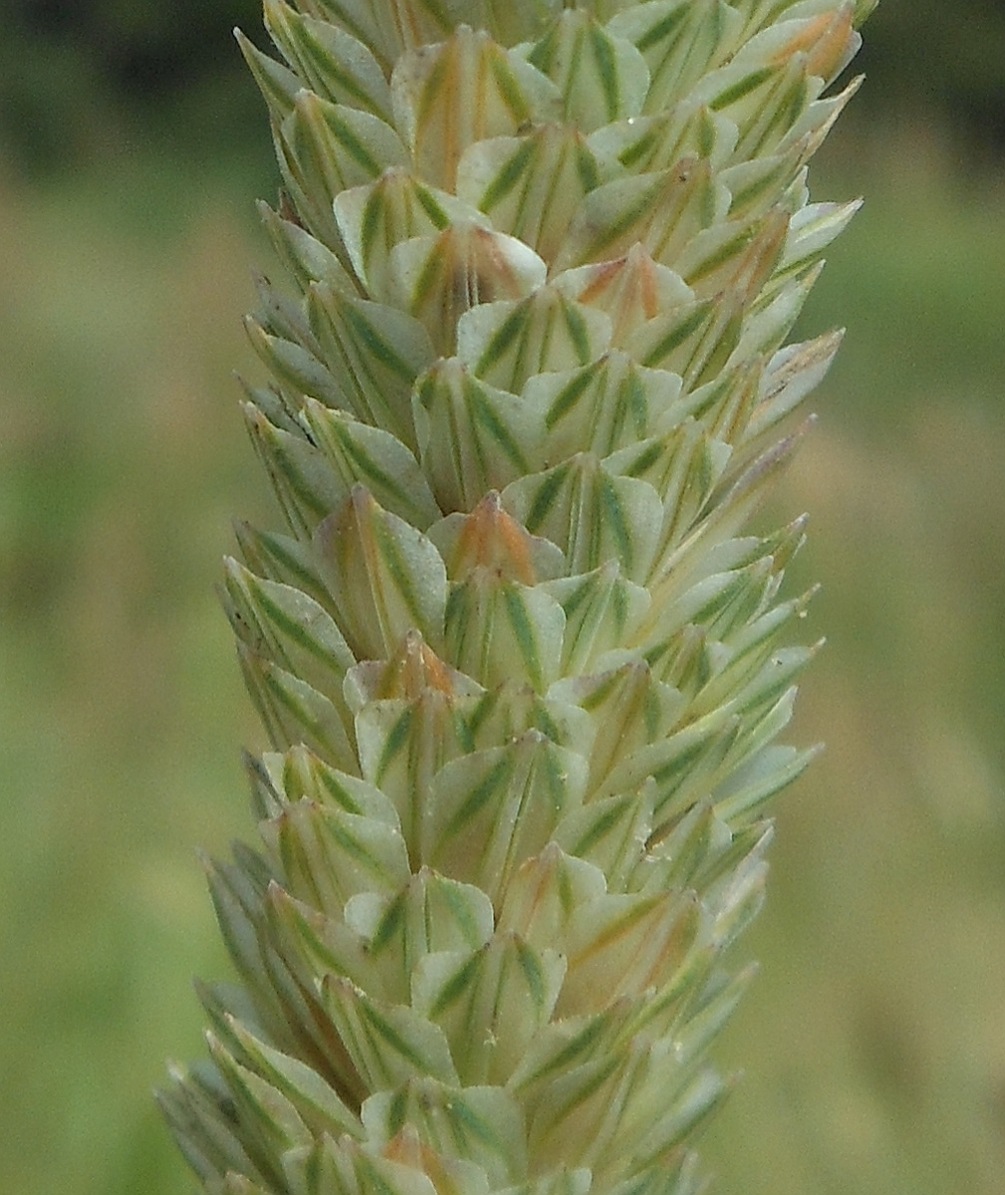 Phalaris truncata / Scagliola troncata